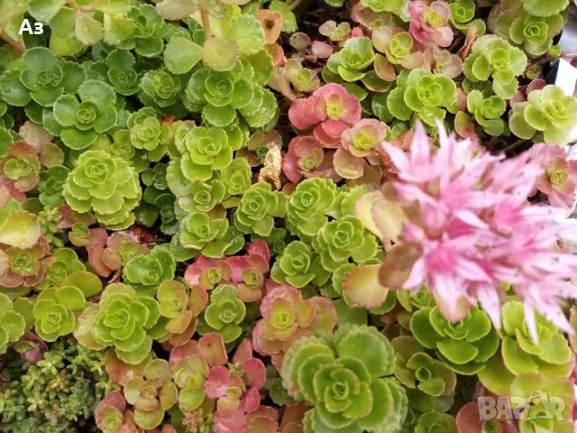 Продавам цветя Седум спириум - подходящ за алпинеуми