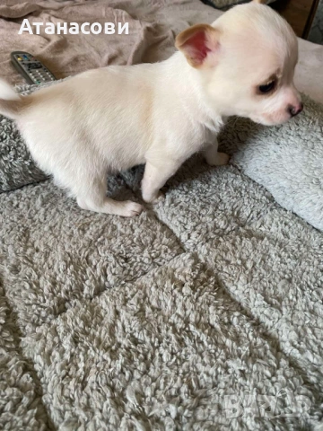 МИНИ ЧИХУАХУА