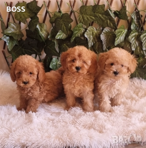 Той Пудел Тоу Poodle, снимка 7 - Пудели - 49144293