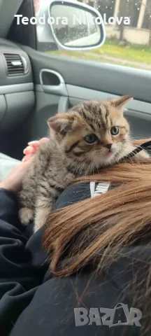 Британско златно таби, снимка 1