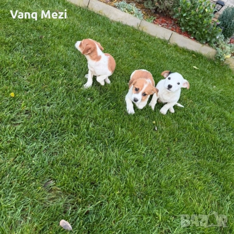 мини Джак Ръсели, снимка 7 - Джак ръсел териер - 52791913