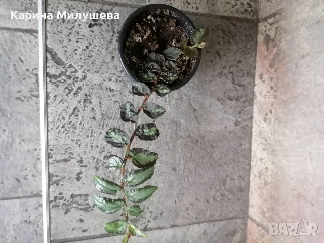 Продавам различни цветя, снимка 4 - Стайни растения - 44843070