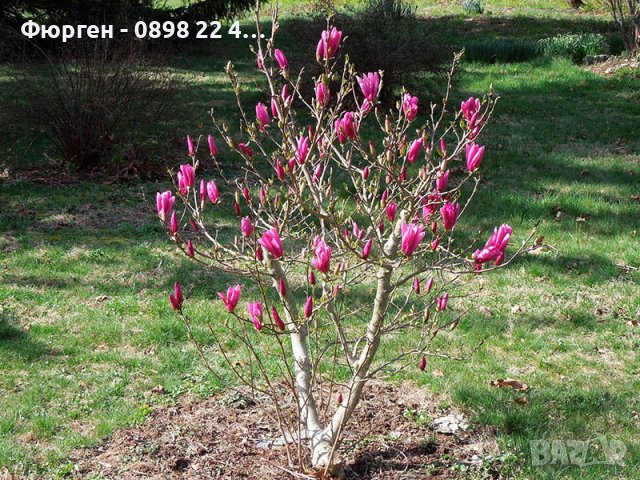 Магнолия Сюзън - Susan, снимка 2 - Разсади - 37824227