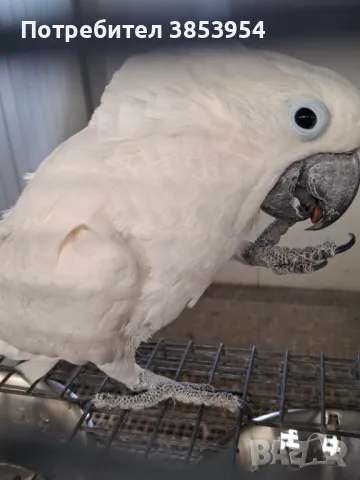 Какаду Алба - мъжки