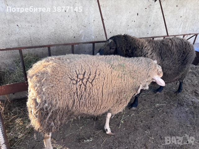Кочове Фрезиец 3 боря, снимка 2 - Овце - 54083875