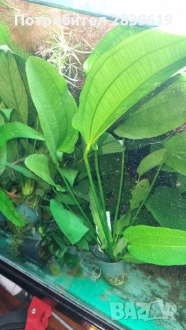 Аквариумни растения , снимка 14 - Рибки - 52689013