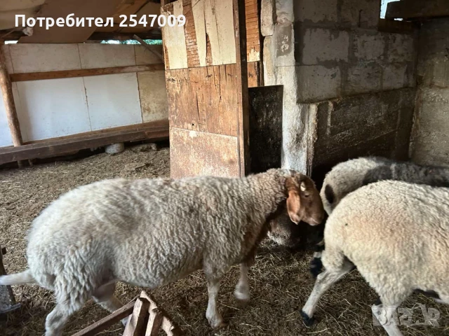 Коч аваси, снимка 1