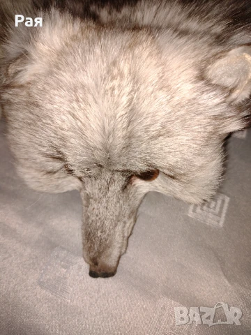 Шал яка от полярна бяла лисица, снимка 2 - Шалове - 50663133