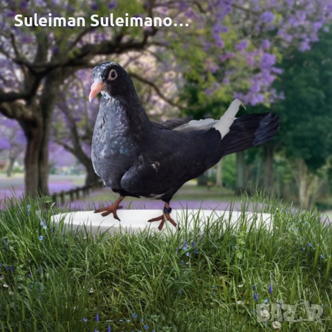 Свободна двойка на въртене 25 евро двойката, снимка 2 - Гълъби - 54188776