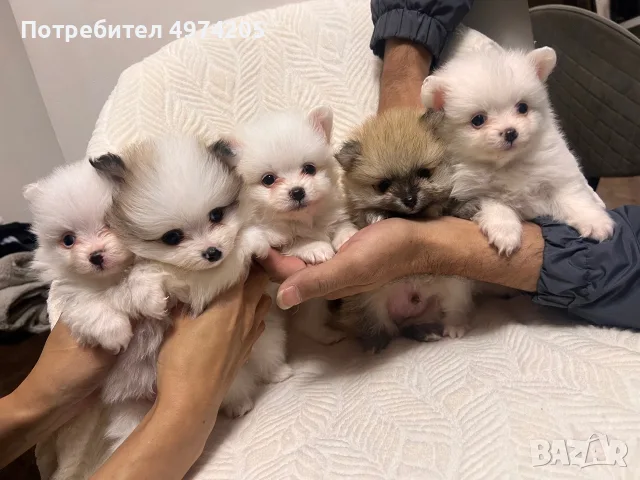 Померани кученца