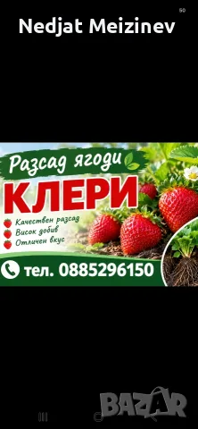 Ягоди сорт Клери