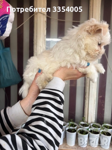 Йорки голд дъст мъжко , снимка 4 - Йоркширски териер - 53974902