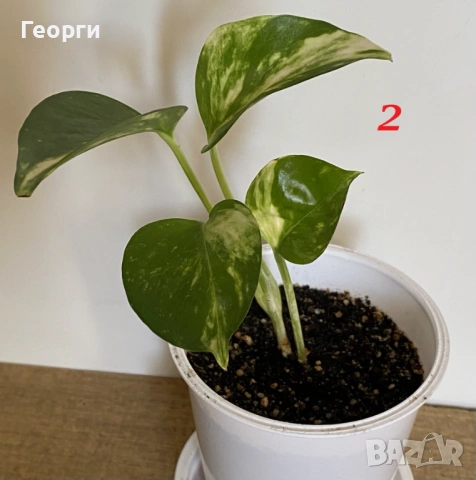 Продавам Сциндапсус – красива падаща зеленина, снимка 7 - Стайни растения - 54138148