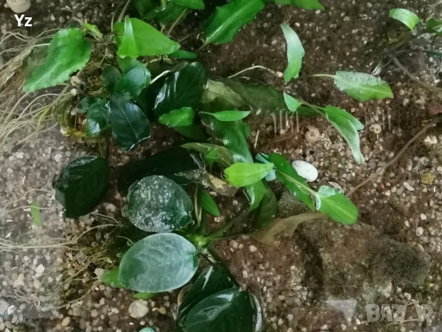 Продавам анубиас и гигантска криптокорина Helena хищни охлюви, снимка 2 - Аквариуми - 48177517