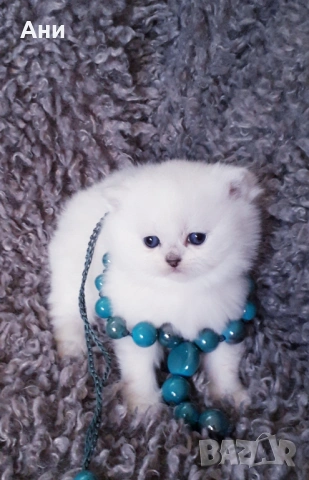 Шепичка Любов.Котенца Мечта.