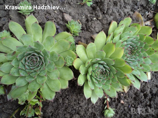 Сукуленти  Дебелец / Алпийска  роза. Много видове и размери Закалени са Растат на двора в еко градин, снимка 4 - Градински цветя и растения - 22214213