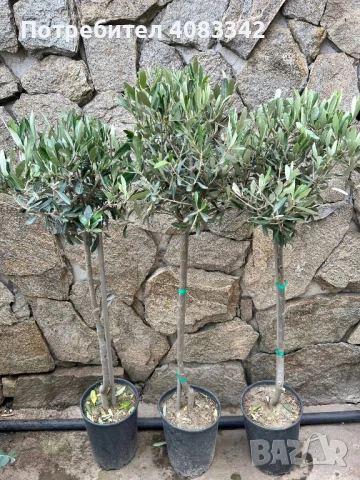 Маслиново дръвче, снимка 3 - Градински цветя и растения - 50495125