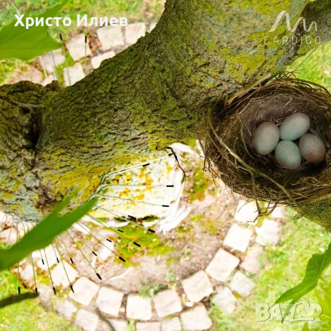 Шипове против котки за градински дървета, снимка 3 - Огради и мрежи - 56253623