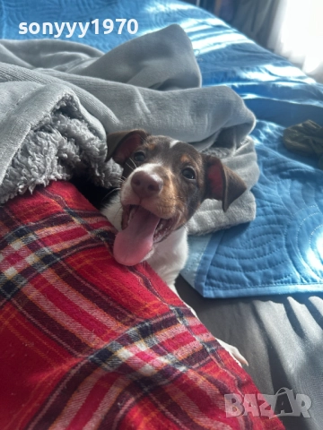 ДЖАК РЪСЕЛ ВИДИН-ЖЕНСКО КУТРЕ 250ЛВ ЗА БРОЙ 2110251434, снимка 4 - Джак ръсел териер - 52131138