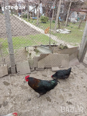 Предлагам яйца за люпене от Черен мед маран и други, снимка 2 - други­ - 53911578