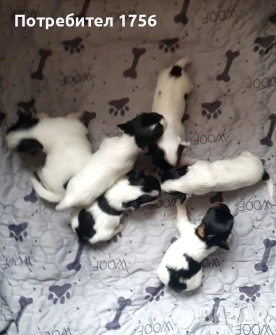 Бивер йорки с родословие., снимка 3 - Йоркширски териер - 36299885