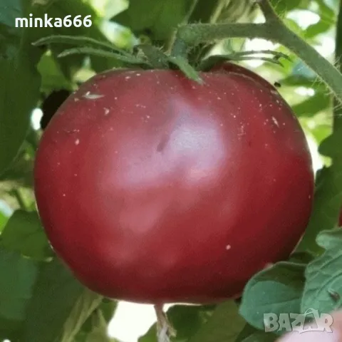 Семена за шоколадови домати., снимка 3 - Сортови семена и луковици - 48623636