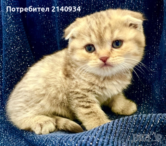Шотландски клепоухи котенца – златна чинчила. Scottish fold, снимка 6 - Чинчили - 52931535