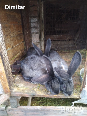 Продавам зайци. , снимка 6 - Други - 54025559
