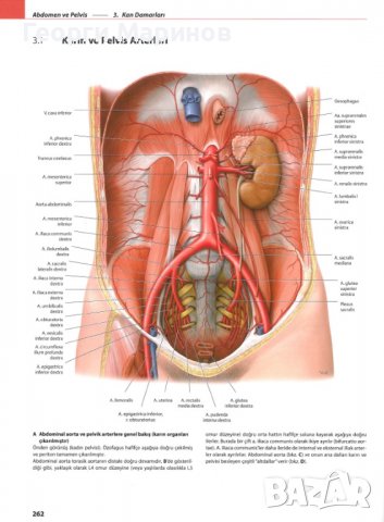 Атлас по анатомия PROMETHEUS от 1 до 3 том, PROMETHEUS Anatomi Atlası, Cilt 1-3, турски език, снимка 4 - Специализирана литература - 37537775