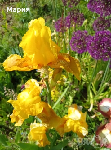 Сортови вискоки ириси /брадати ириси/обикновенни ириси, снимка 10 - Градински цветя и растения - 50578301