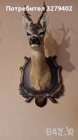 Препарирани Сръндаци 2 броя, снимка 7 - Други - 53132037