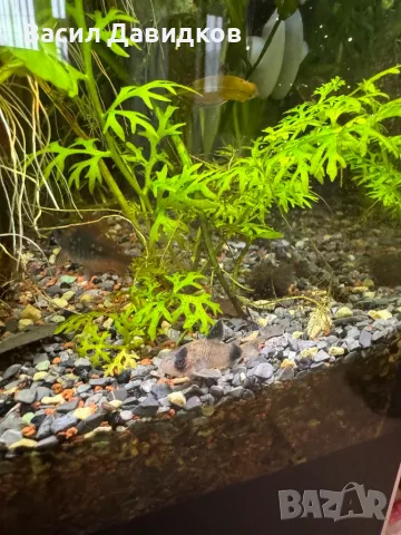 Молинезия, снимка 7 - Рибки - 48361888