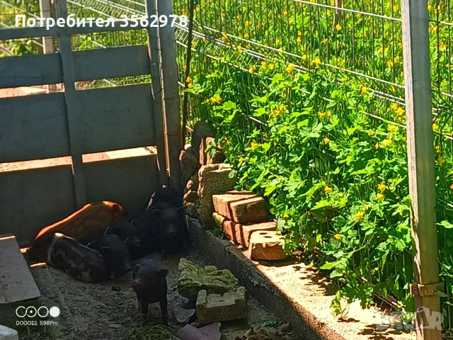 Декоративни мини прасенца , снимка 1