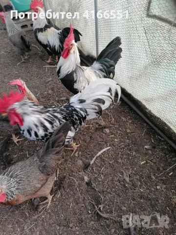 Петли Легхорн Бял, Сребърна Италянка и Ексченджрр, снимка 6 - Кокошки и пуйки - 53125728