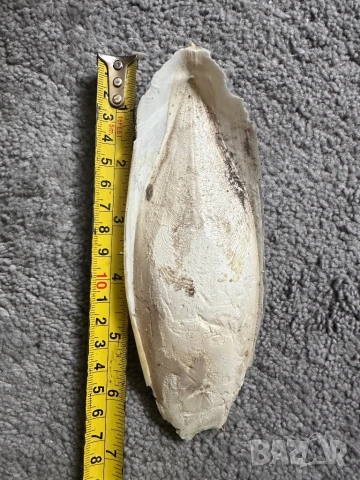 Сепийна кост 