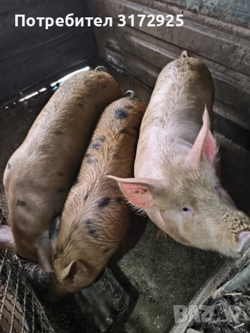 Продавам прасета , снимка 2 - Прасета - 52669901