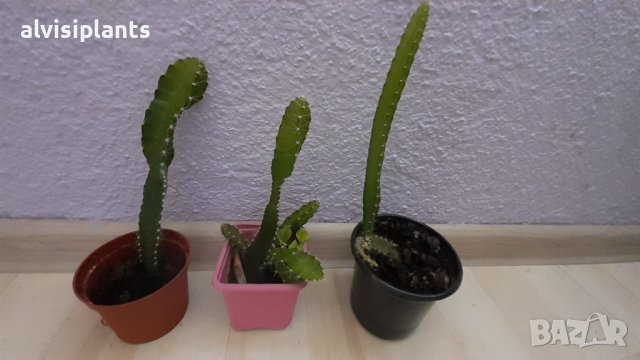 Драконов плод Питахая растение в саксия