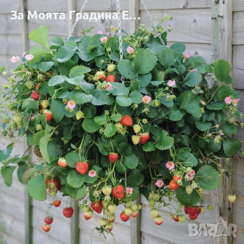 Ягода - Каскадна 24 сорта, снимка 4 - Градински цветя и растения - 54020780