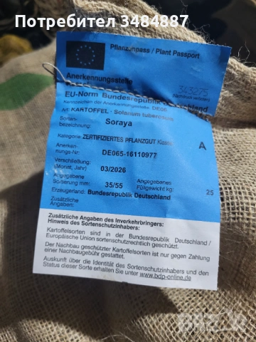 Семе картофи Клас А 35/55 Сорая, Soraya, снимка 2 - Сортови семена и луковици - 53474789