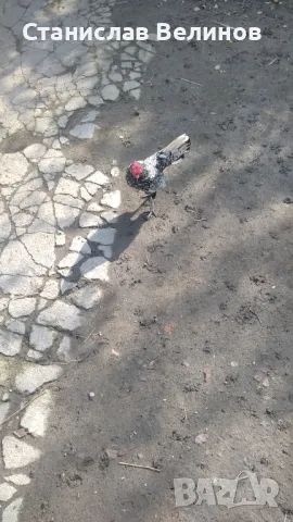 Продавам  петлета Зибрай, снимка 3 - Кокошки и пуйки - 47557661