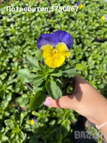 🩷🌿💛 КАСКАДНИ ТЕМЕНУЖКИ , снимка 4 - Градински цветя и растения - 51886340