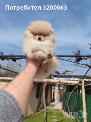 Померан мъжко и женски , снимка 7 - Померан - 53986008