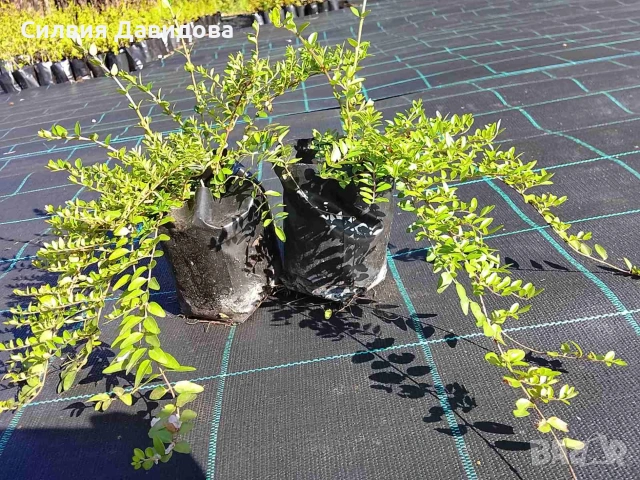 Лоницера пелиата , снимка 3 - Градински цветя и растения - 54314004