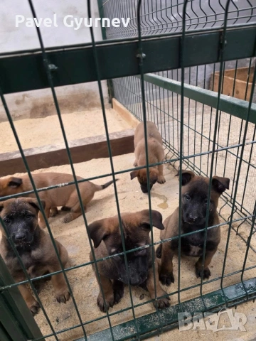 Белгийска овчарка-Малиноа