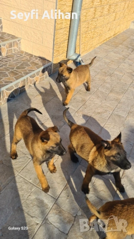 Малиноа, снимка 8 - Белгийска овчарка - 53192707