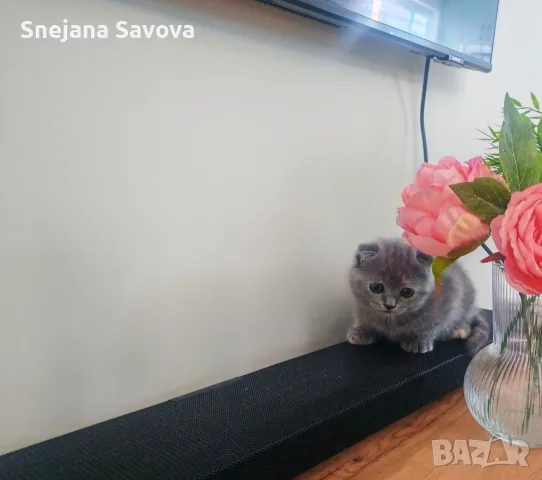 Прекрасни Шотландски Клепоухи котенца (Scottish Fold), снимка 13 - Други - 56071434