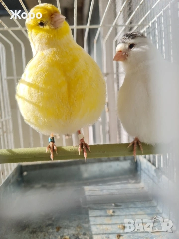 Продавам канари фай фенси 