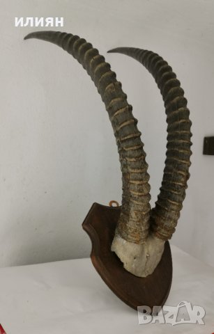 Уникален трофей  рога   антилопа Сейбъл. , снимка 8 - Други - 40656100