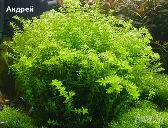 Микрантемум микрантемоидес, снимка 3 - Други - 50177775