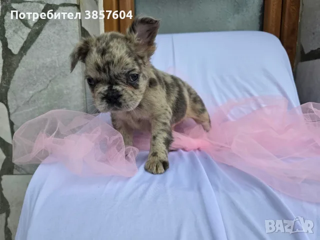 Синьо Мерле Флъфи френски булдог 